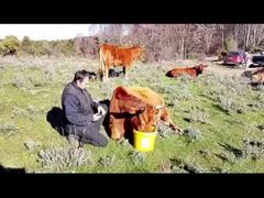 View Ultra Long Standby GPS Cattle Tracker 20000mAh For Real Time Vehicle & Asset Tracking Demo